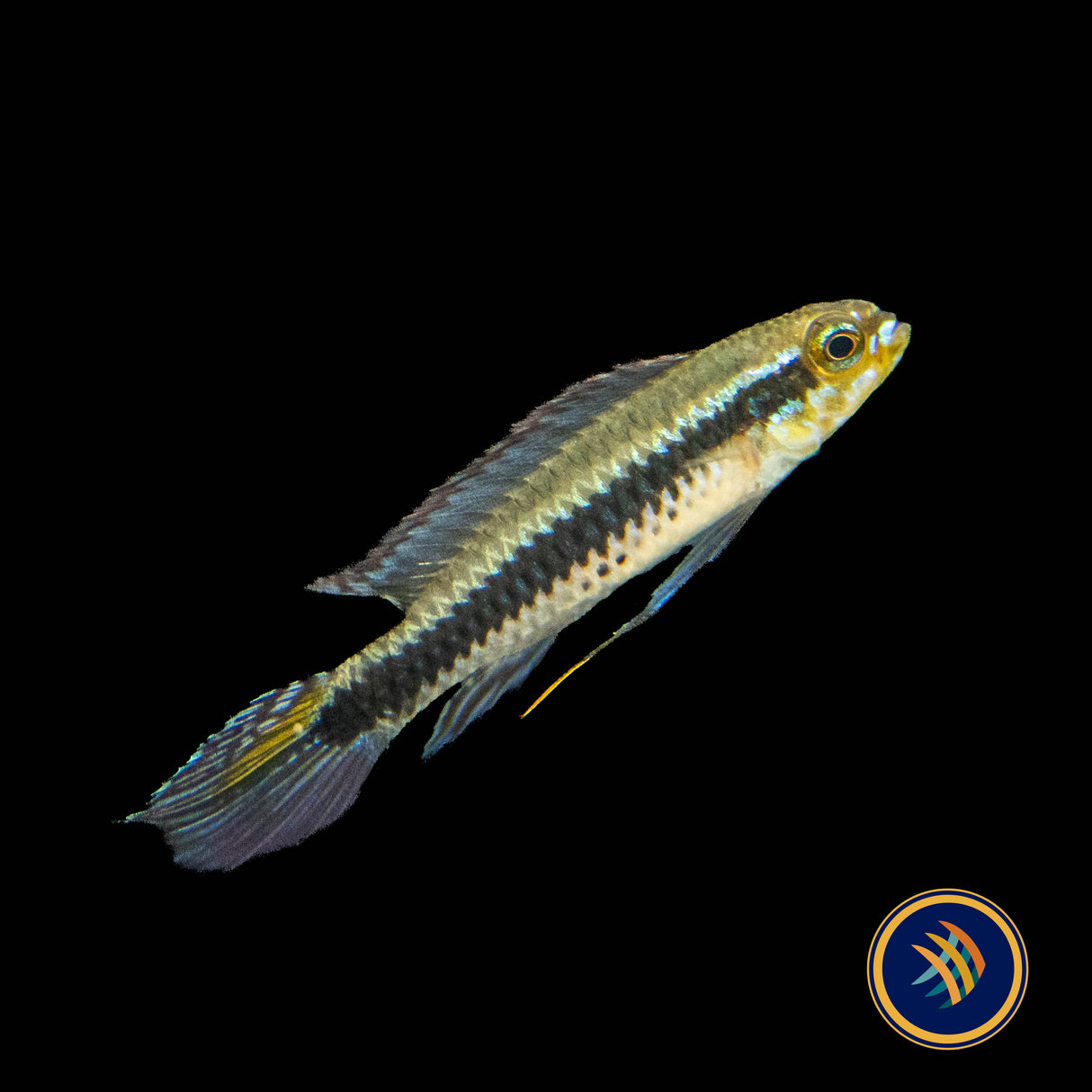 Black Stripe Dwarf Cichlid "Alenquer" Pairs Taeniacara candidi 2cm | Cichlids Badis & Gouramis | Largest Tropical Fish Selection at Your Local Fish Store