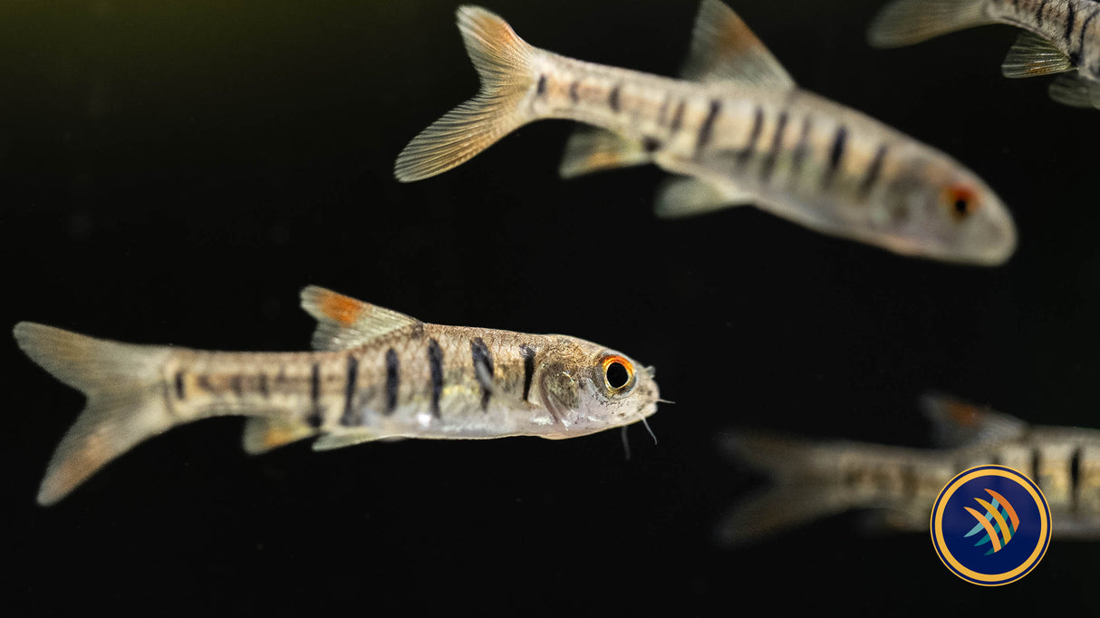 Blue Barred Barb ('Barbus' Faciolatus) | Goldfish Barbs & Minnows | Largest Tropical Fish Selection at Your Local Fish Store