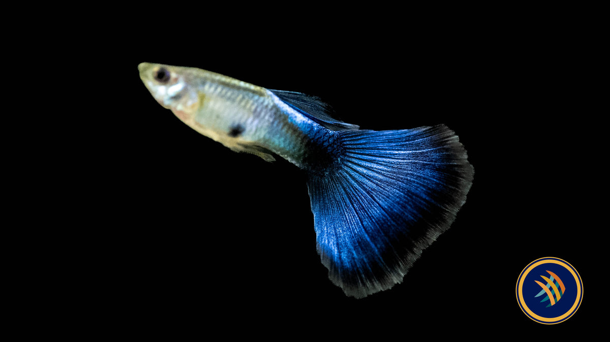 Fancy Guppy Pair Blue Diamond | Livebearers | Largest Tropical Fish Selection at Your Local Fish Store
