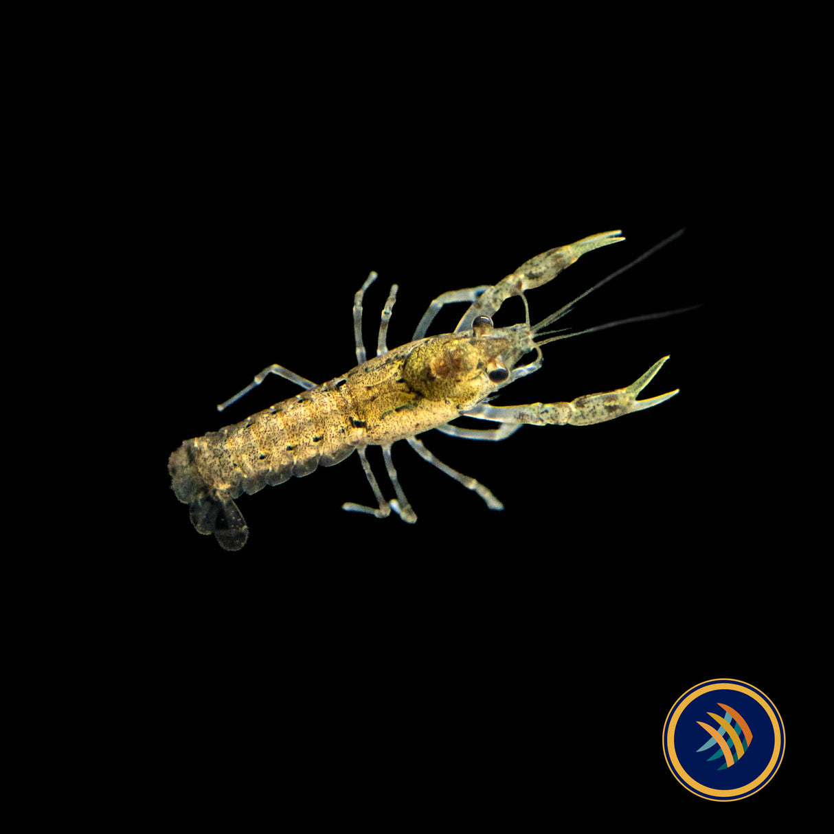 Blue Mexican Dwarf Crayfish | Snails Shrimp Crayfish Crabs | Largest Tropical Fish Selection at Your Local Fish Store