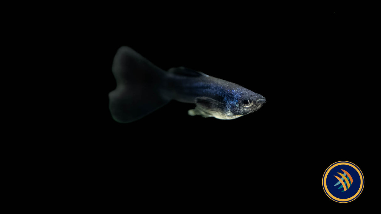 Fancy Guppy Pair Blue Moscow | Livebearers | Largest Tropical Fish Selection at Your Local Fish Store