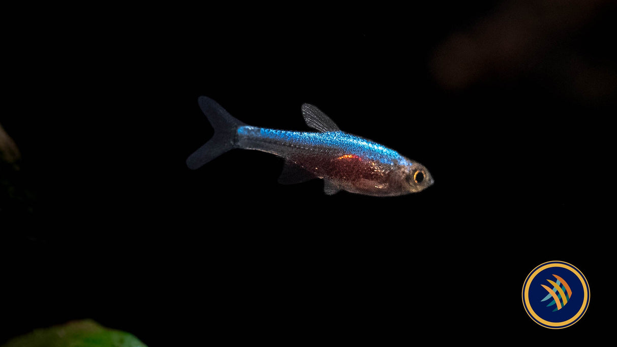 Blue Axelrodi Rasbora (Sundadanio Axelrodi) | Tetras Rasboras & Pencilfish | Largest Tropical Fish Selection at Your Local Fish Store