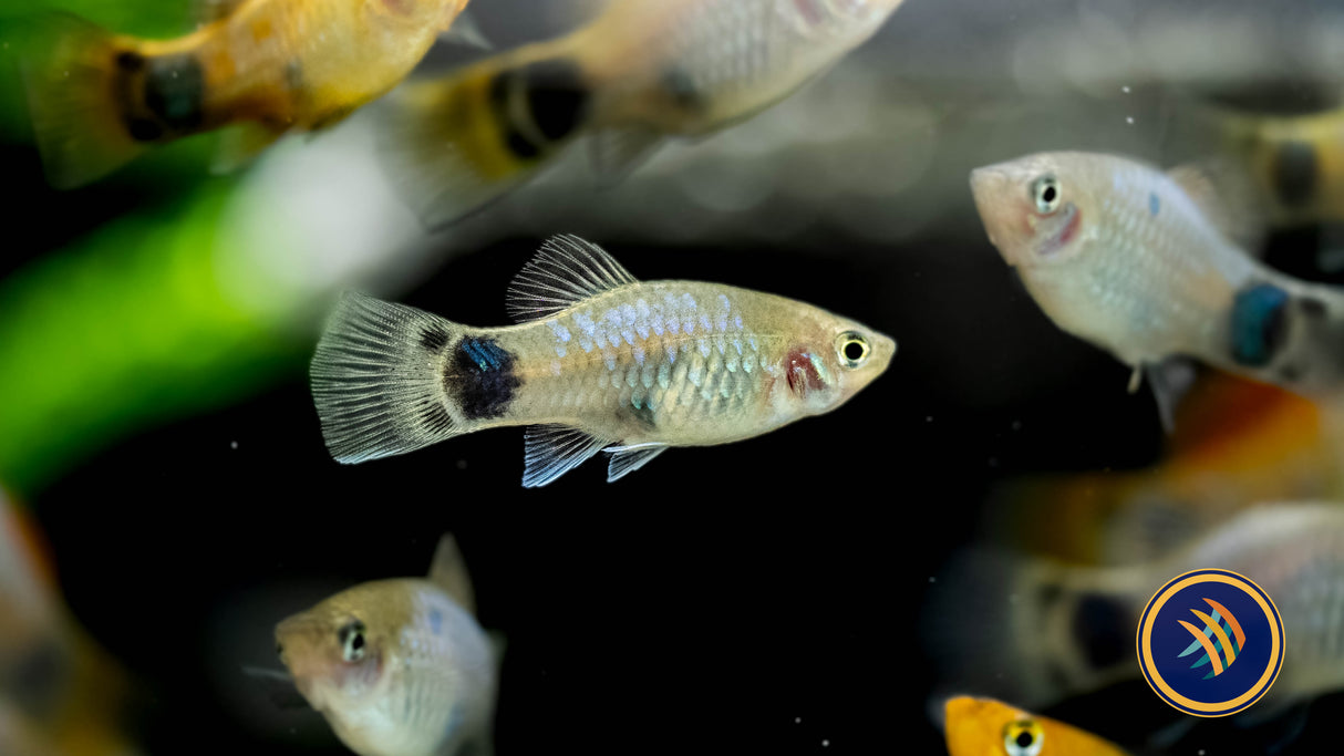 Blue Butterfly Moon Platy (Xiphophorus maculatus) (Large) Aquarium Glaser | Livebearers | Largest Tropical Fish Selection at Your Local Fish Store