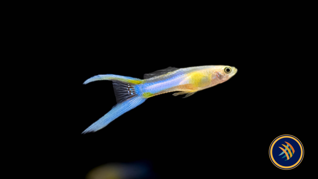 Blue Double Sword Guppy Pair (locally bred) | Livebearers | Largest Tropical Fish Selection at Your Local Fish Store