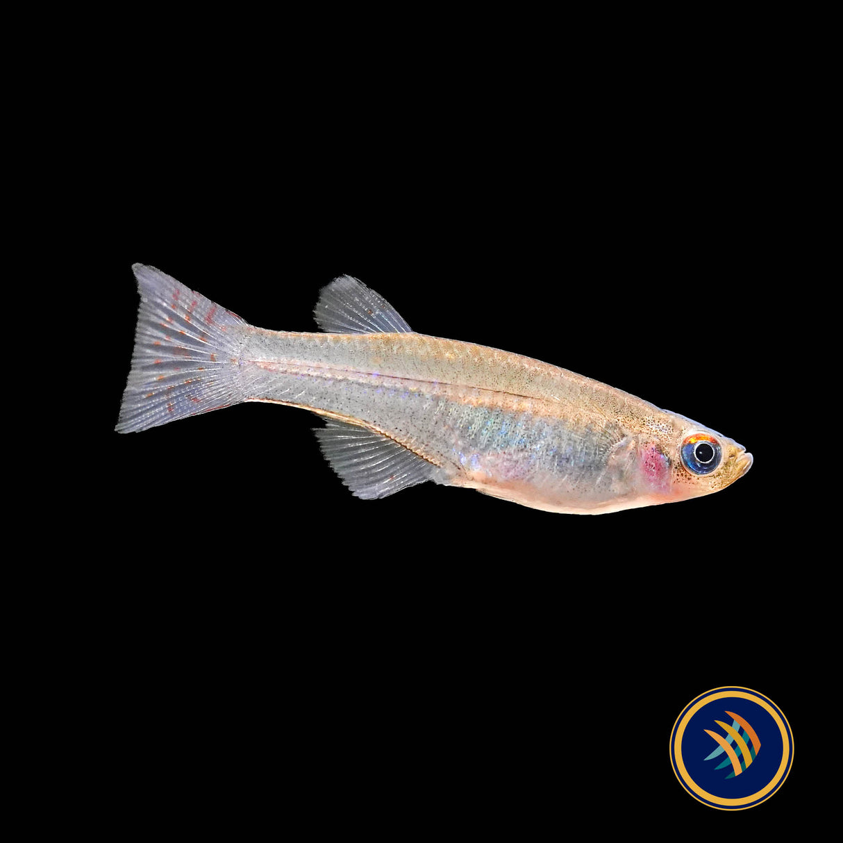Blue‑green Lampeye Killifish (Procatopus aberrans)