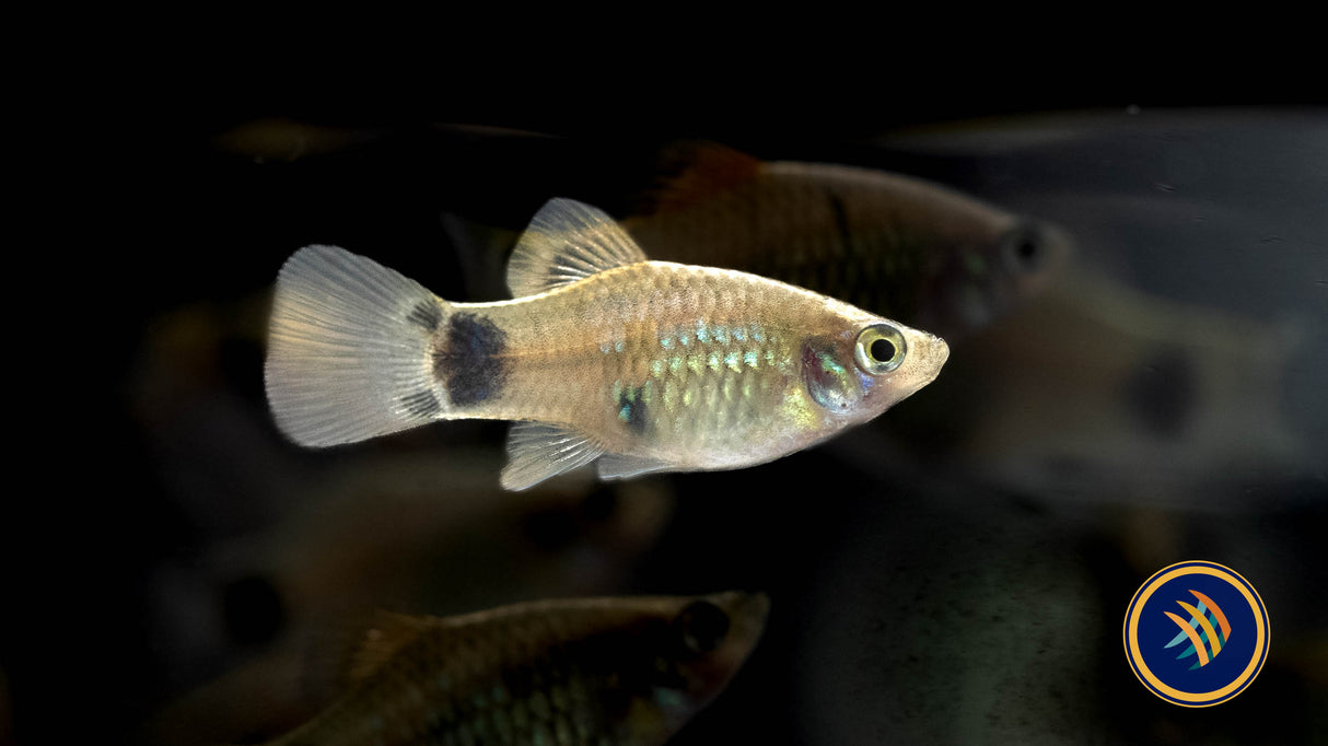 Blue Mickey Mouse Platy 4cm | Livebearers | Largest Tropical Fish Selection at Your Local Fish Store