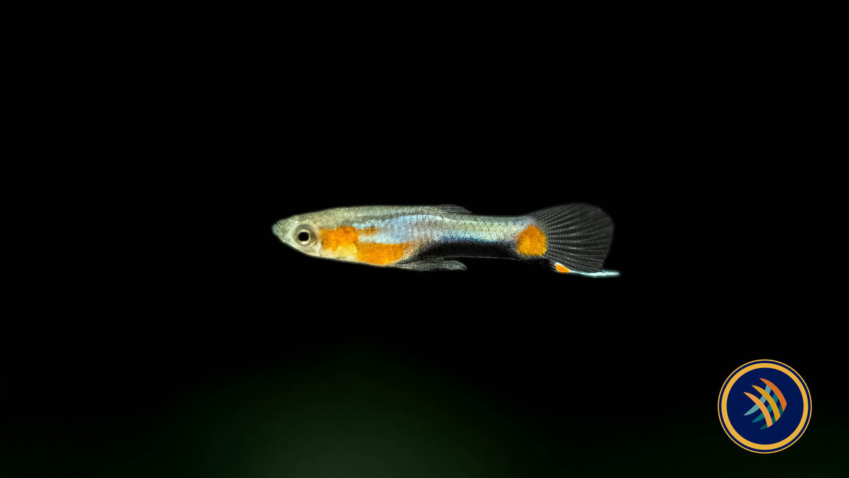Blue Star Endler Pair (locally bred) | Livebearers | Largest Tropical Fish Selection at Your Local Fish Store