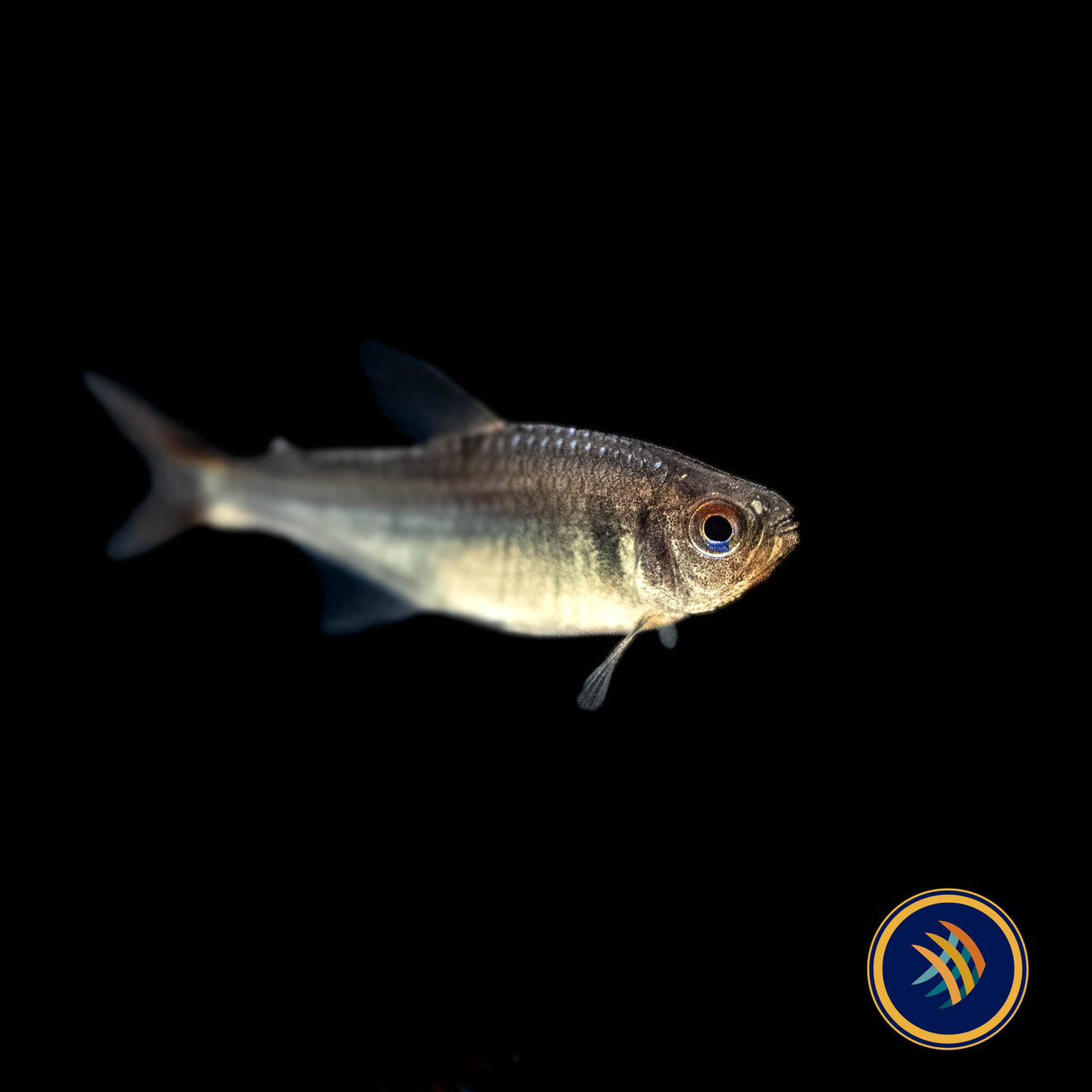 Blueberry Tetra (Hyphessobrycon Wadai) 2.5cm | Tetras Rasboras & Pencilfish | Largest Tropical Fish Selection at Your Local Fish Store