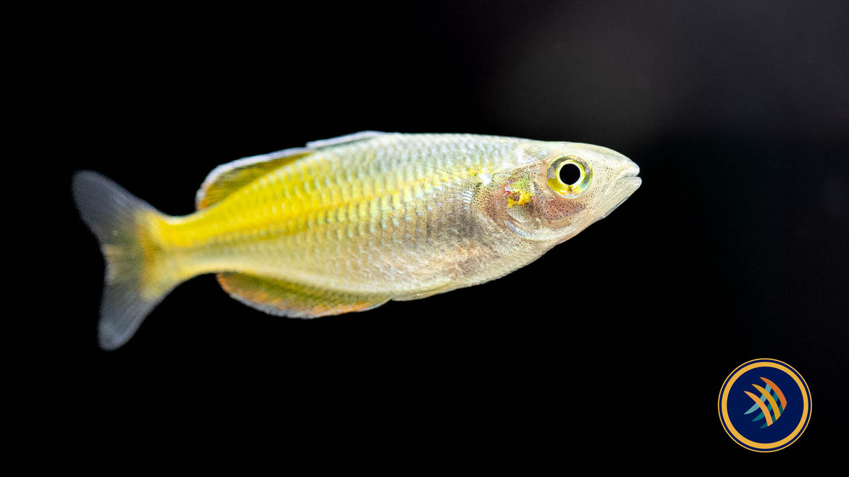 Boesemani Rainbow (Melanotaenia boesemani) | Rainbowfish Killifish & Danios | Largest Tropical Fish Selection at Your Local Fish Store