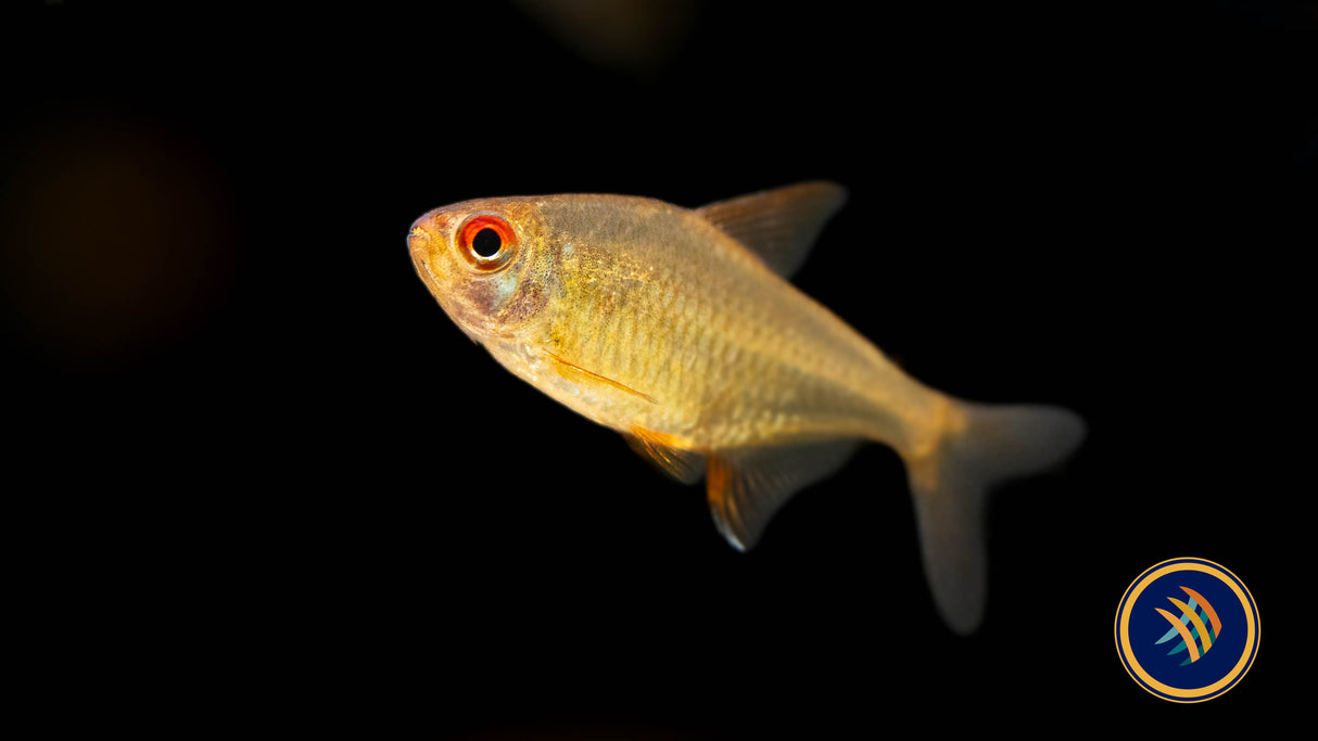 Bolivian Orange Lemon Tetra (Hyphessobrycon cf. pulchripinnis "Orange") Large Aquarium Glaser | Tetras Rasboras & Pencilfish | Largest Tropical Fish Selection at Your Local Fish Store