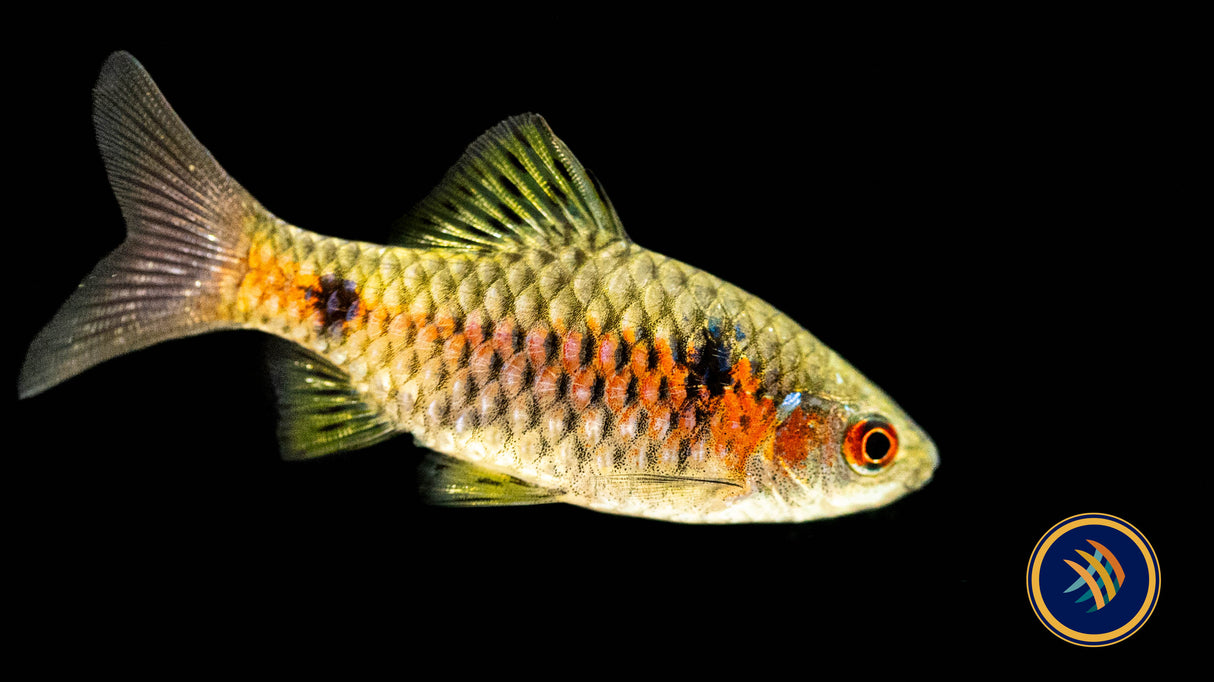 Burmese Odessa Barb (Pethia padamya) 3cm | Goldfish Barbs & Minnows | Largest Tropical Fish Selection at Your Local Fish Store