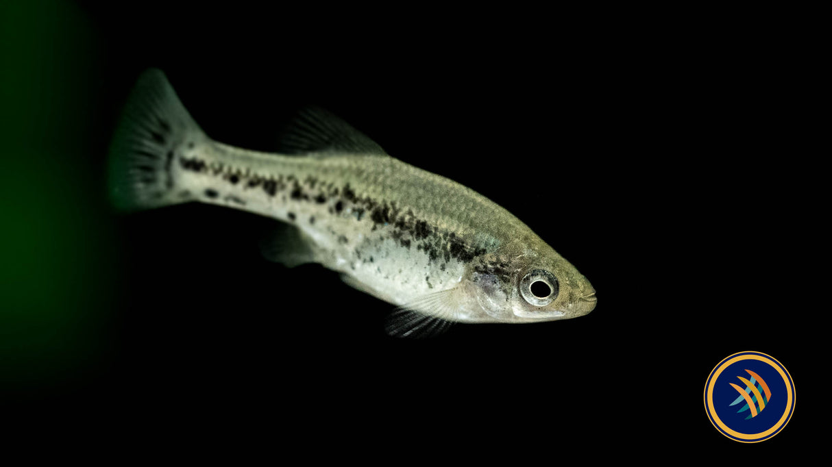 Butterfly Splitfin Goodied (Ameca splendens) | Livebearers | Largest Tropical Fish Selection at Your Local Fish Store