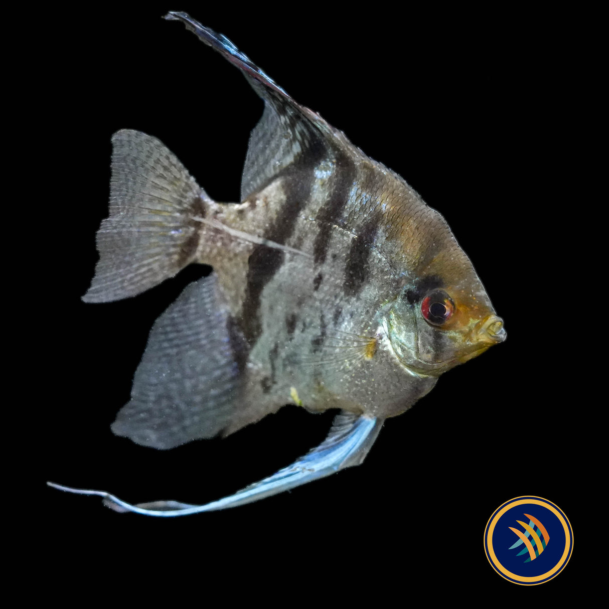 Clown Angelfish (Pterophyllum scalare “Clown”) 4cm body
