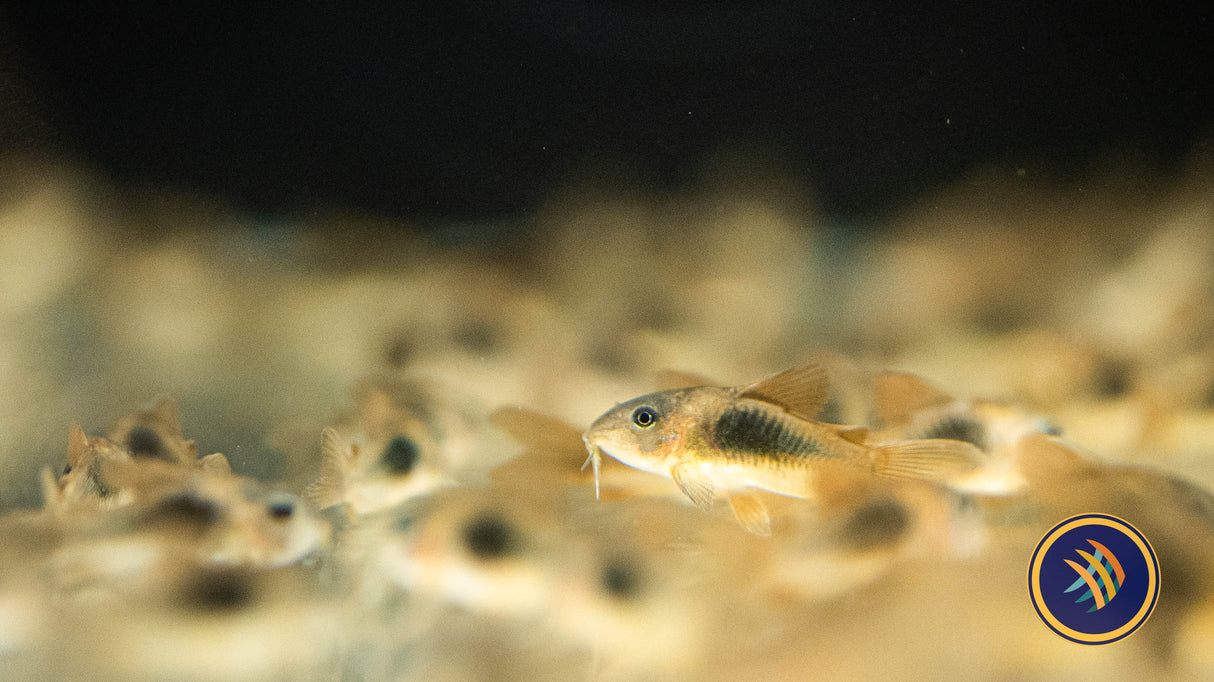 Bronze Corydoras (Corydoras aeneus) 4cm | Catfish Loaches & Plecos | Largest Tropical Fish Selection at Your Local Fish Store