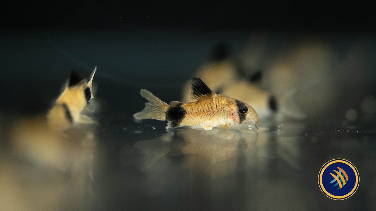 Corydoras Panda (Corydoras panda) | Catfish Loaches & Plecos | Largest Tropical Fish Selection at Your Local Fish Store