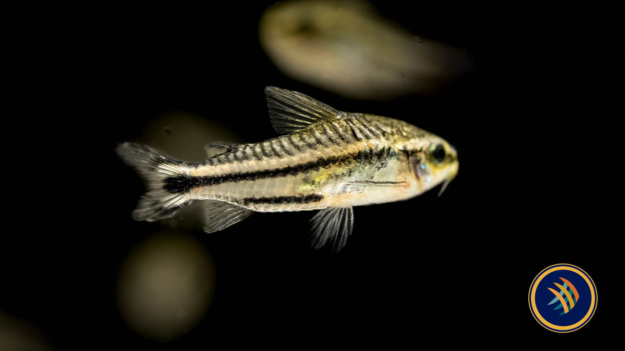 Pygmy Corydoras (Corydoras pygmaeus) | Catfish Loaches & Plecos | Largest Tropical Fish Selection at Your Local Fish Store