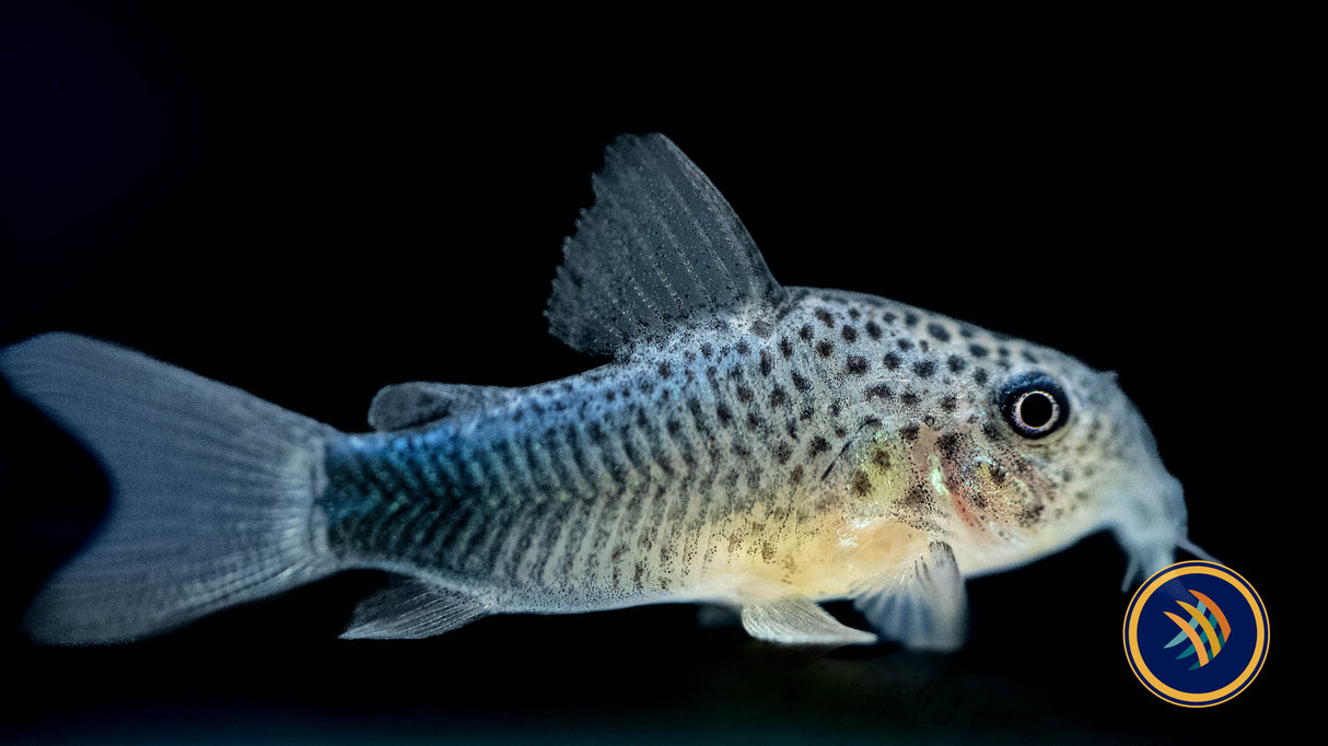 Corydoras Similis (Smudge Spot/Violet) 2.5cm | Catfish Loaches & Plecos | Largest Tropical Fish Selection at Your Local Fish Store