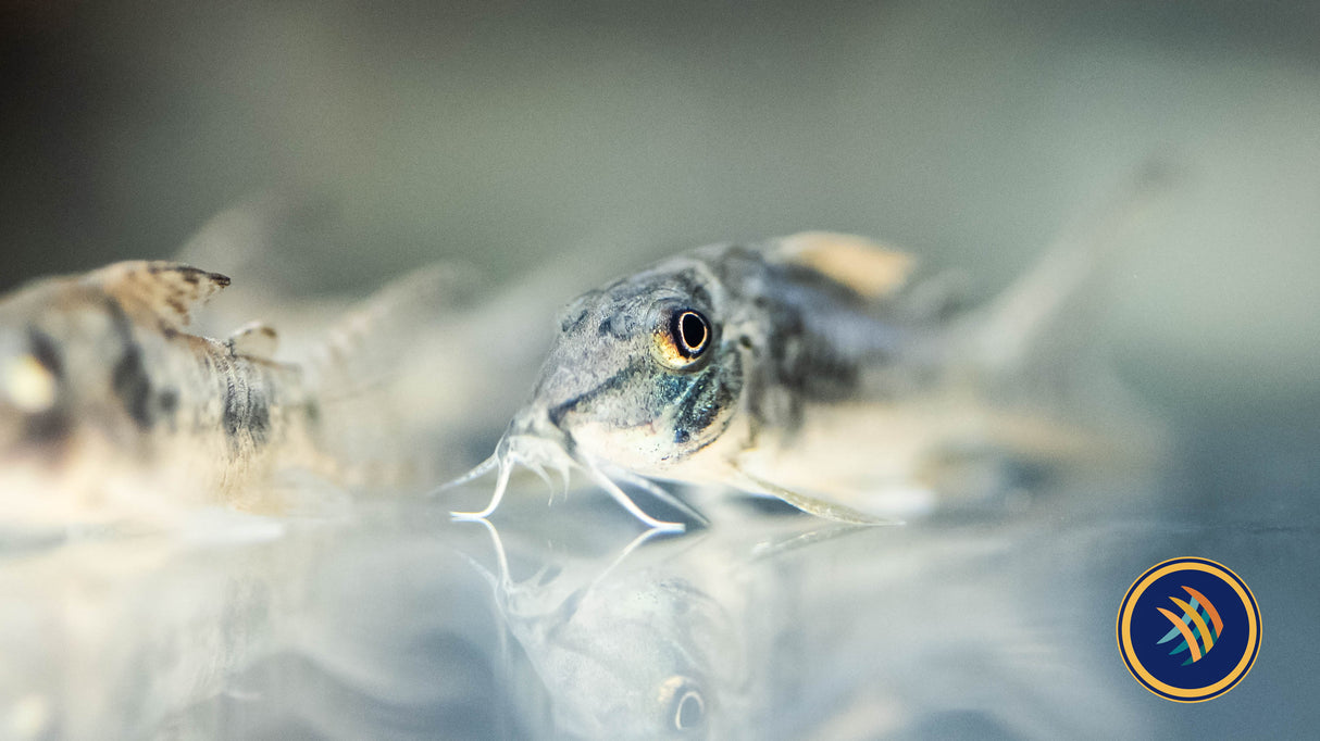 Ellisae Corydora Cat (Corydoras ellisae) 4cm | Catfish Loaches & Plecos | Largest Tropical Fish Selection at Your Local Fish Store