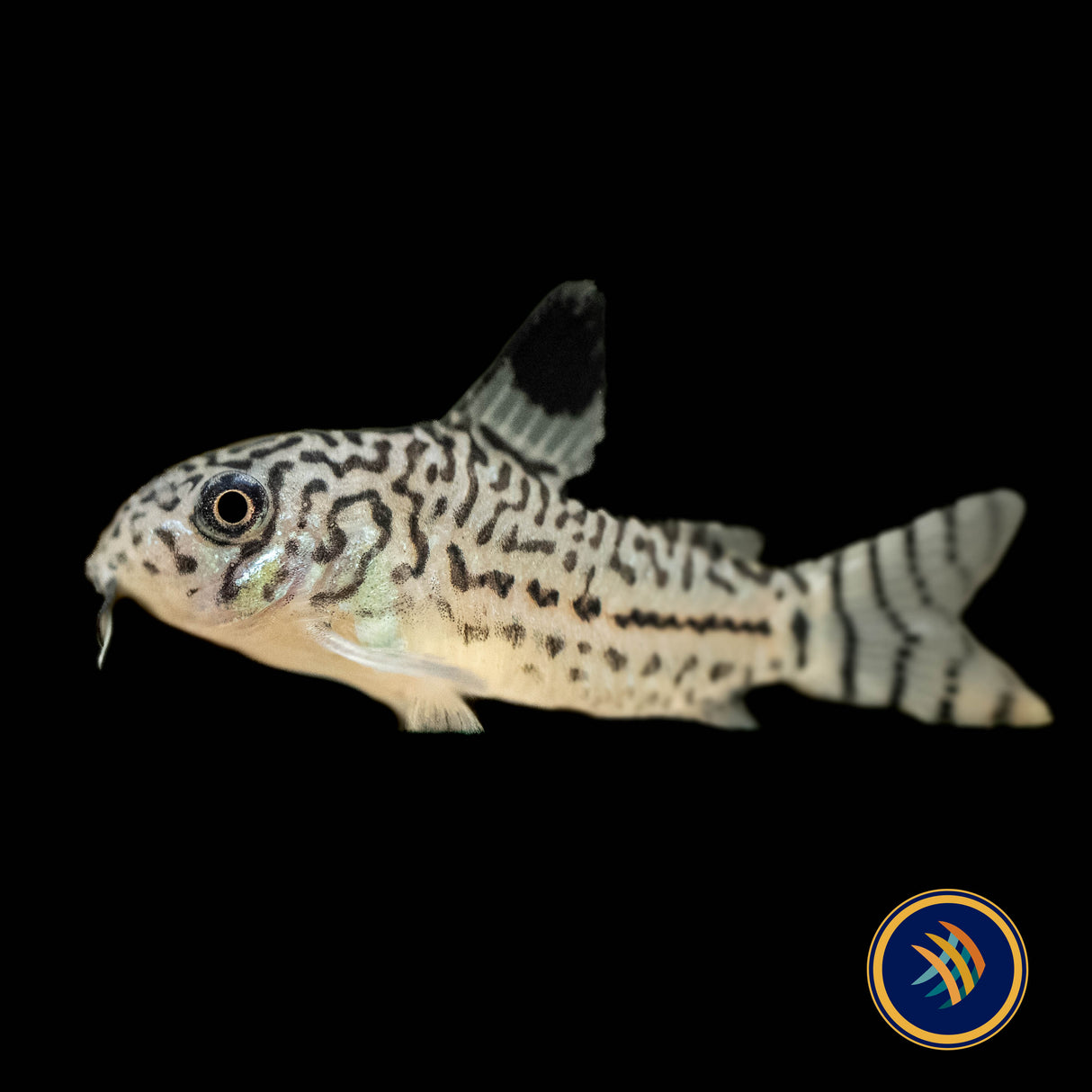 Corydoras Julii (Leopard) 3cm | Catfish Loaches & Plecos | Largest Tropical Fish Selection at Your Local Fish Store