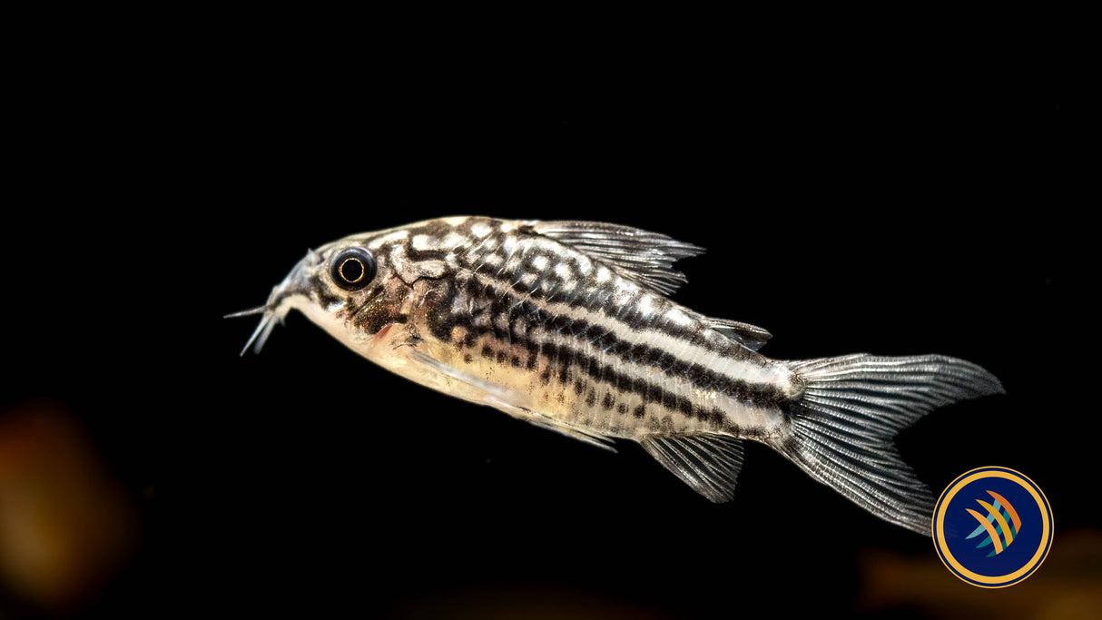 Corydoras sp. San Juan Large / XL | Catfish Loaches & Plecos | Largest Tropical Fish Selection at Your Local Fish Store