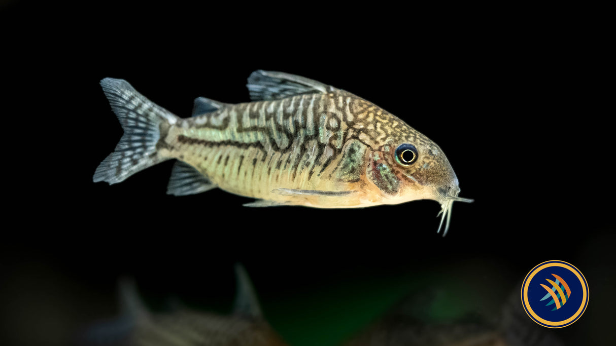 Corydoras Sodalis | Catfish Loaches & Plecos | Largest Tropical Fish Selection at Your Local Fish Store