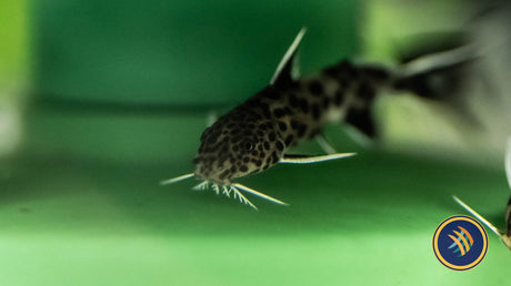 Cuckoo Catfish/Synodontis Petricola 3cm
