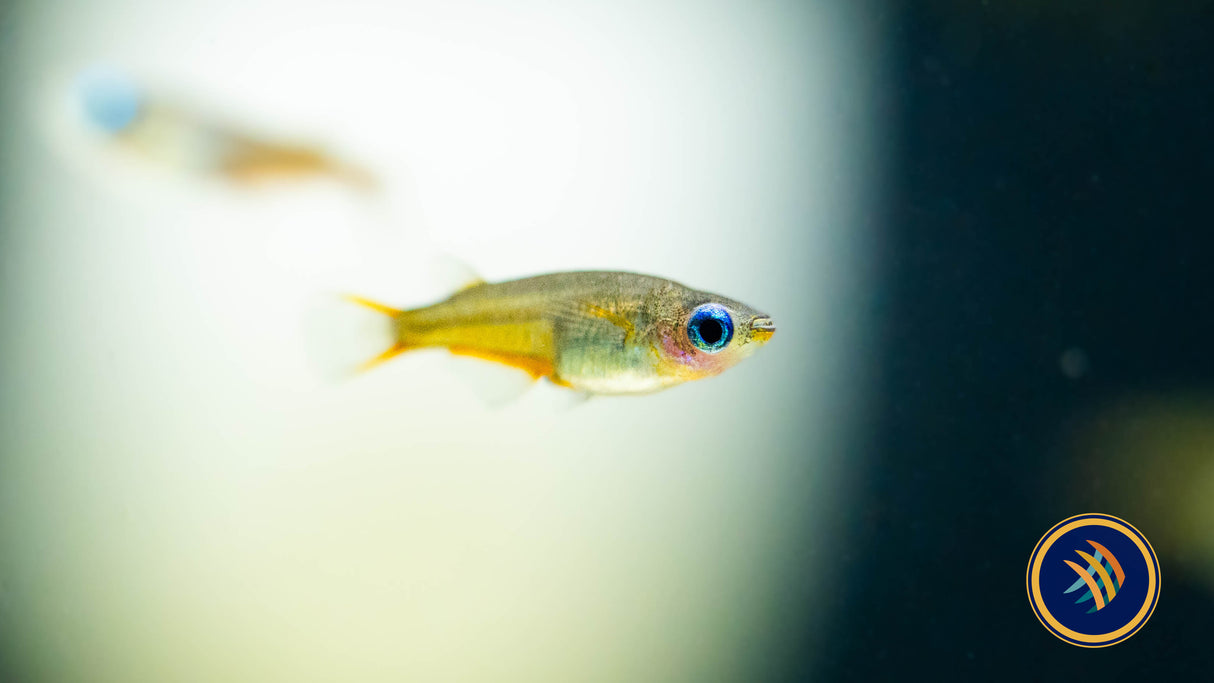 Daisy's Blue Ricefish (Oryzias woworae) | Other Livestock | Largest Tropical Fish Selection at Your Local Fish Store