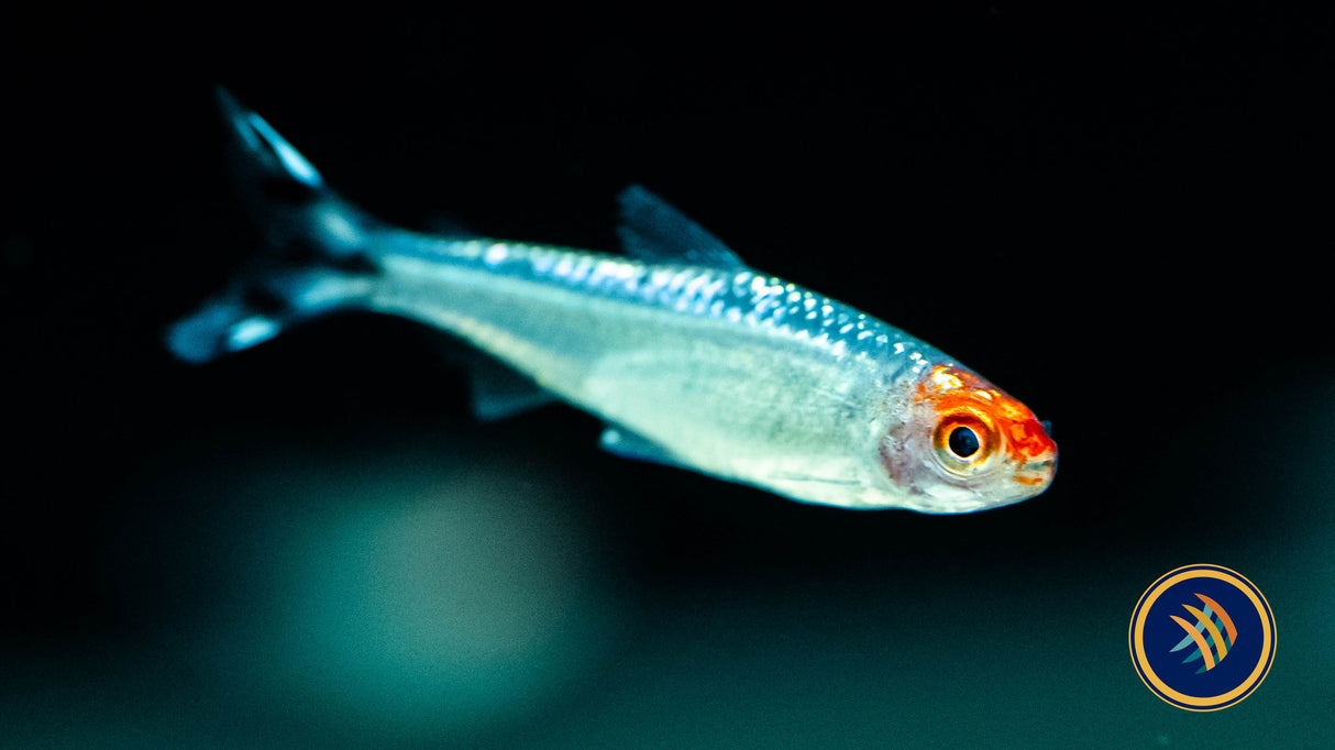 Diamond (Brilliant) Rummy Nose Tetra (Hemigrammus bleheri) | Tetras Rasboras & Pencilfish | Largest Tropical Fish Selection at Your Local Fish Store