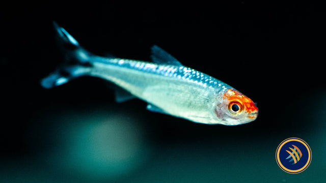 Close up of a fish with bright red head and eye, silver and white shimmer down its back