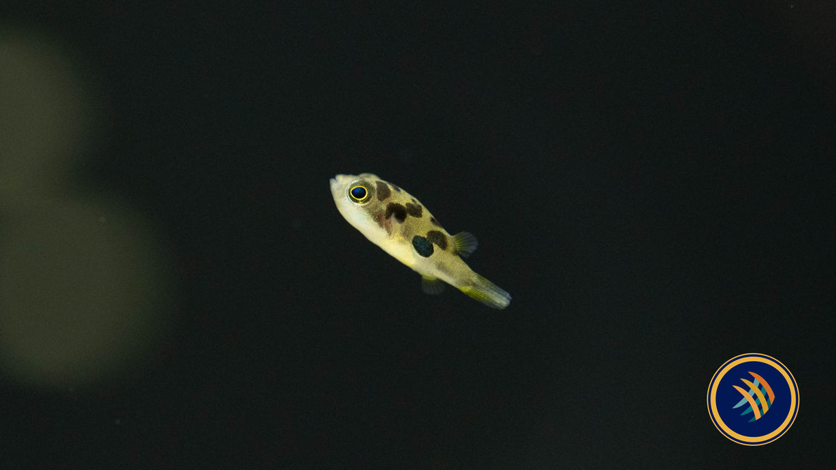 Dwarf Pea Pufferfish (Carinotetraodon travancoricus) | Other Livestock | Largest Tropical Fish Selection at Your Local Fish Store