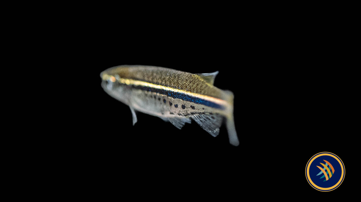 Dwarf Spotted Danio (Brachydanio Nigrofasciata) | Rainbowfish Killifish & Danios | Largest Tropical Fish Selection at Your Local Fish Store