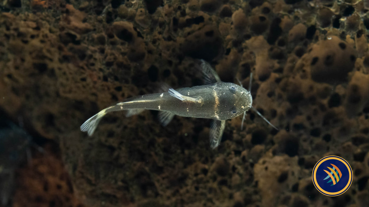 Dwarf Synodontis Catfish (Microsynodontis batesii) Aquarium Glaser | Catfish Loaches & Plecos | Largest Tropical Fish Selection at Your Local Fish Store