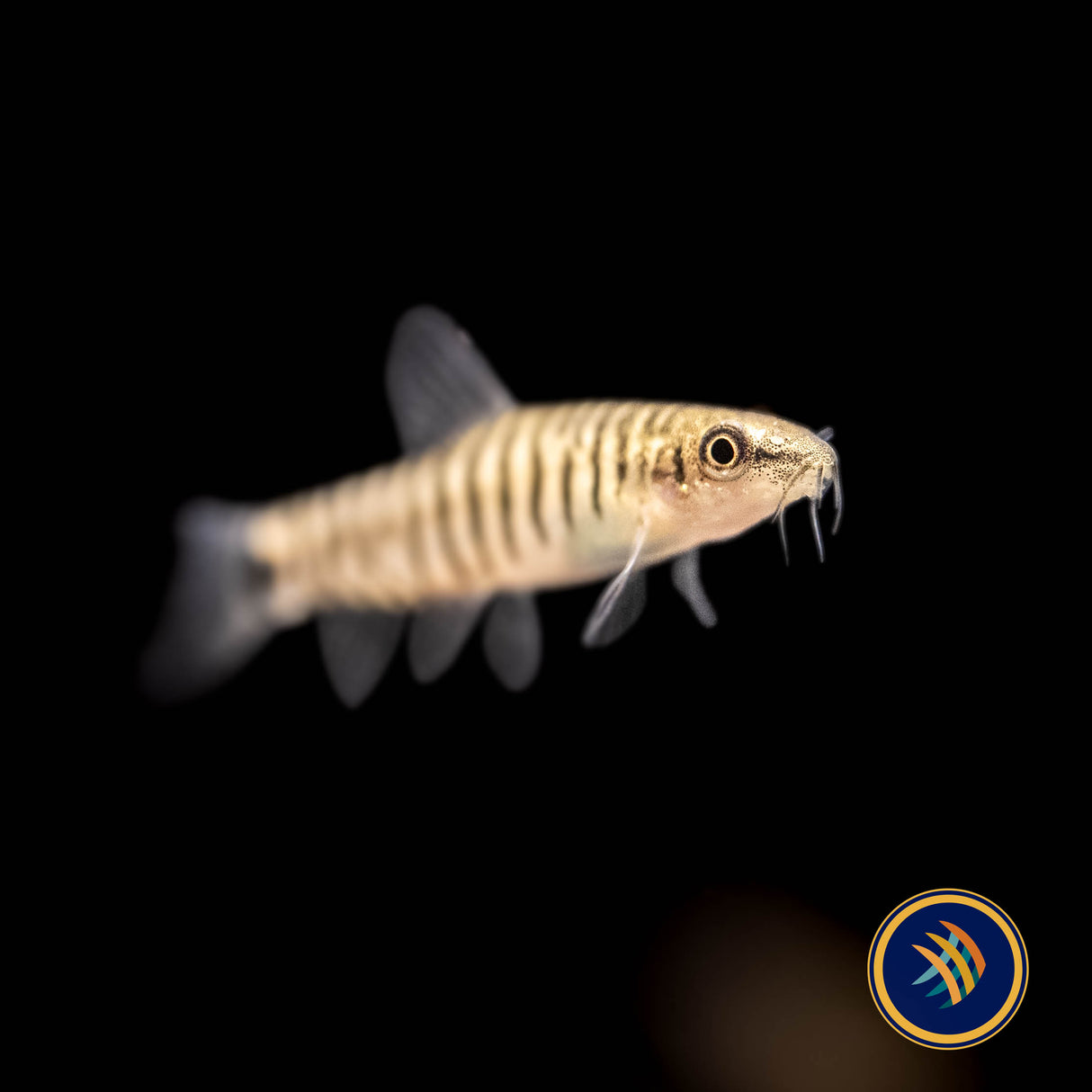 Dwarf Banded Vietnamese Loach (Yunnanilus cruciatus) | Catfish Loaches & Plecos | Largest Tropical Fish Selection at Your Local Fish Store