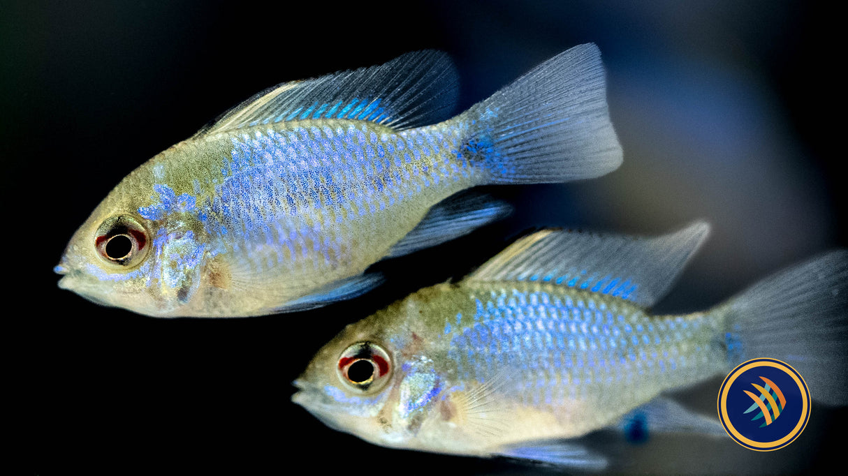 Electric Blue Ram (mikrogeophagus ramirezi) 4-5cm | Cichlids Badis & Gouramis | Largest Tropical Fish Selection at Your Local Fish Store