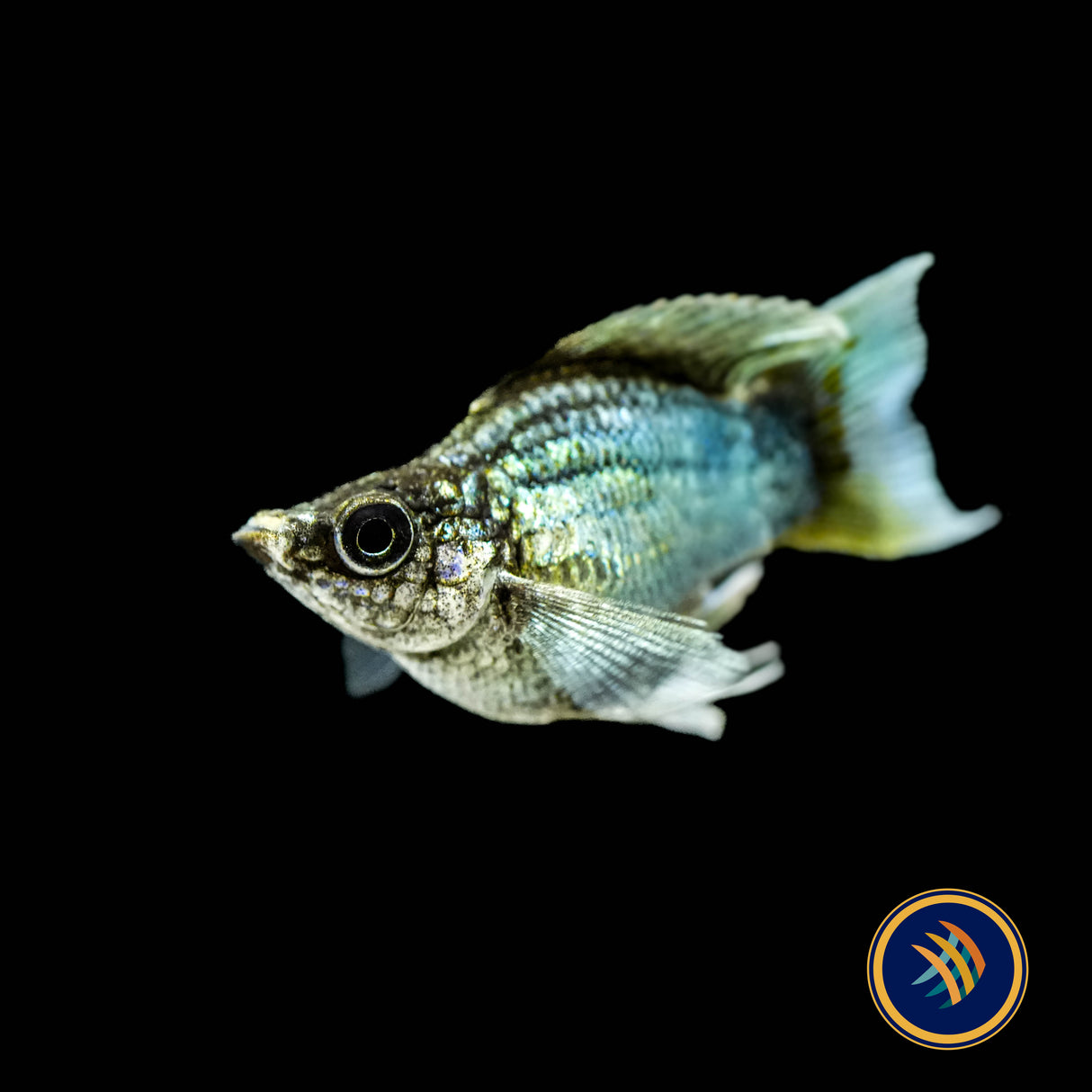 Electric Blue Balloon Sailfin Molly 2-2.3cm | Livebearers | Largest Tropical Fish Selection at Your Local Fish Store