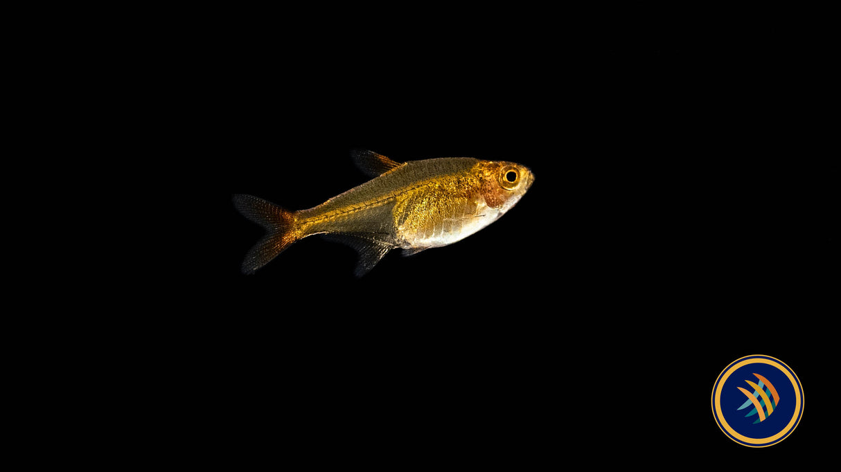 Ember Tetra (Hyphessobrycon amandae) 2.5cm | Tetras Rasboras & Pencilfish | Largest Tropical Fish Selection at Your Local Fish Store