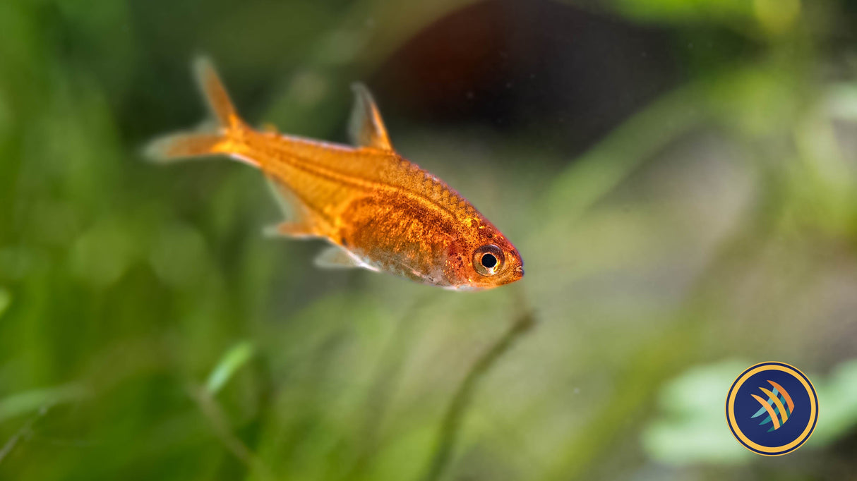 Ember Tetra (Hyphessobrycon amandae) 2.5cm | Tetras Rasboras & Pencilfish | Largest Tropical Fish Selection at Your Local Fish Store