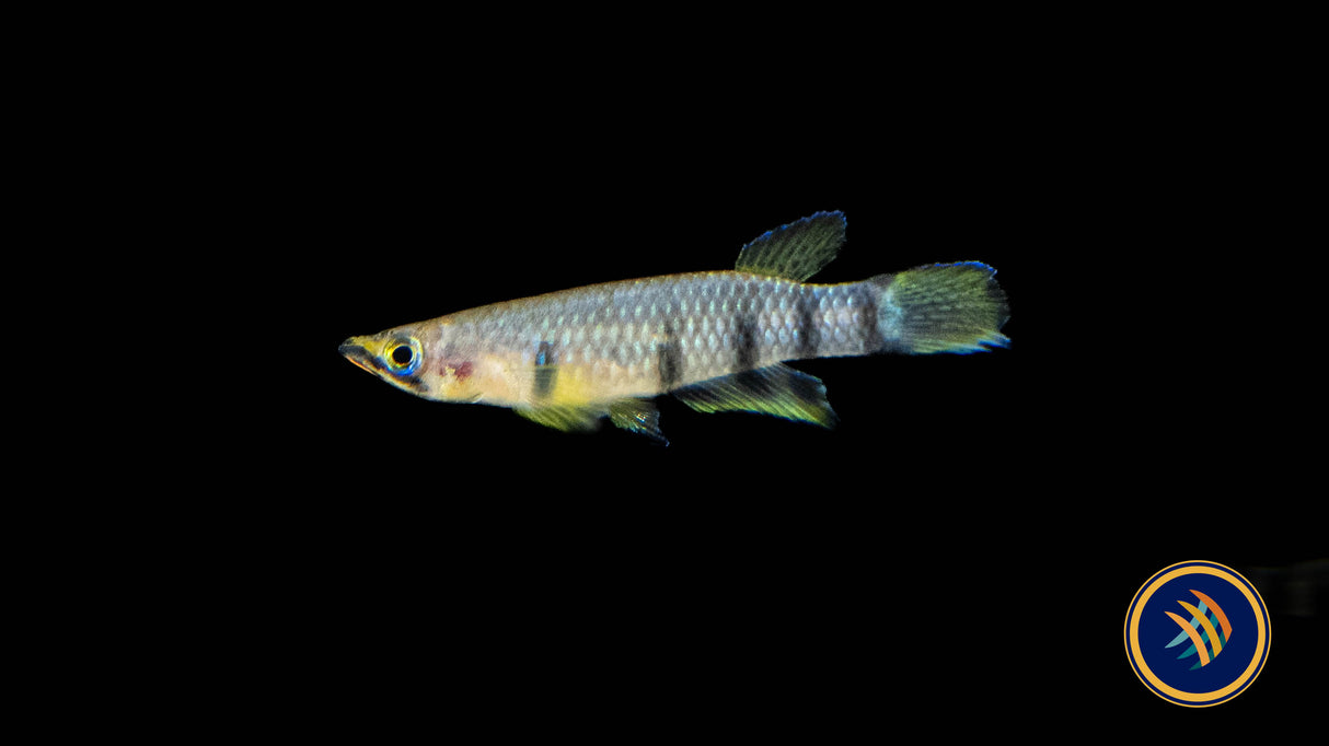 Epiplatys Dageti 'Monroviae' (Aquarium Glaser) | Rainbowfish Killifish & Danios | Largest Tropical Fish Selection at Your Local Fish Store