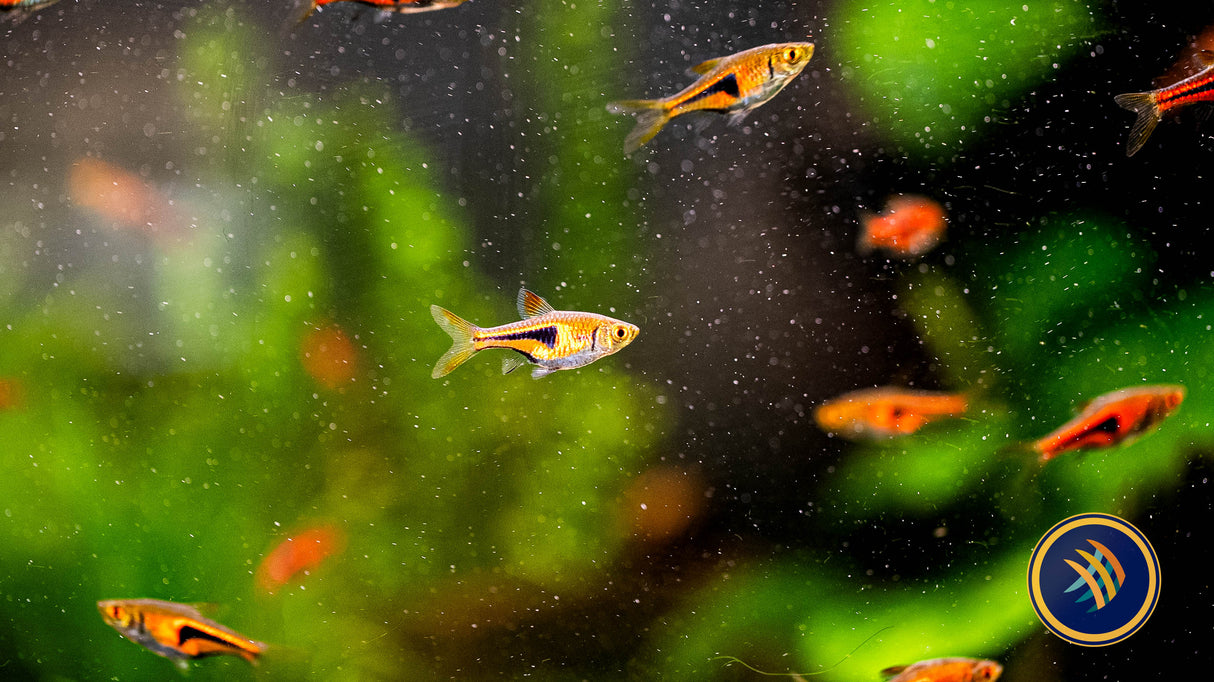 Espei Rasbora (Trigonostigma espei) 1-1.5cm | Tetras Rasboras & Pencilfish | Largest Tropical Fish Selection at Your Local Fish Store
