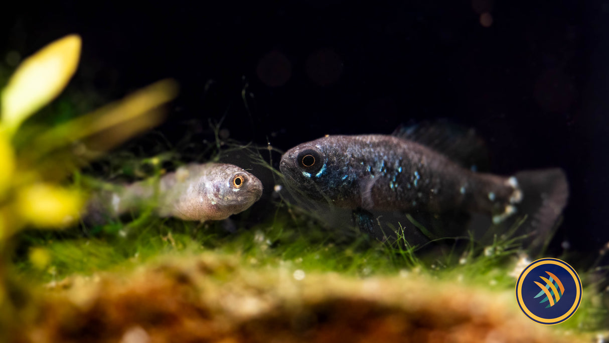 Everglades Pygmy Sunfish (Elassoma evergladei) Aquarium Glaser X-Large | Rainbowfish Killifish & Danios | Largest Tropical Fish Selection at Your Local Fish Store