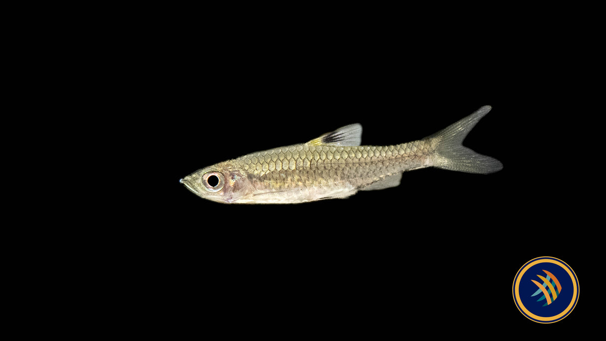 Eyespot Rasbora (Brevibora cheeya) 4-5cm | Tetras Rasboras & Pencilfish | Largest Tropical Fish Selection at Your Local Fish Store