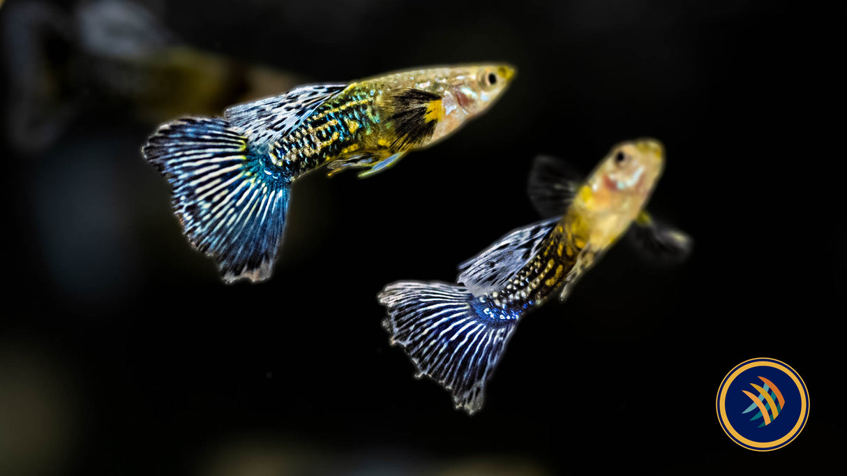 Fancy Guppy Pair Blue Dragon | Livebearers | Largest Tropical Fish Selection at Your Local Fish Store