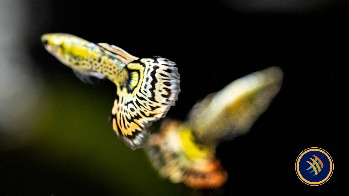 Fancy Guppy Pair Tiger Yellow Halfmoon | Livebearers | Largest Tropical Fish Selection at Your Local Fish Store