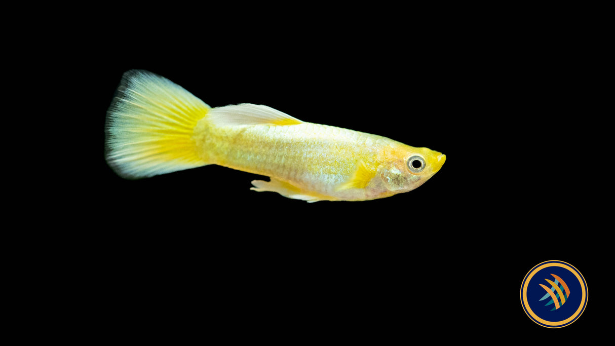 Fancy Guppy Male Assorted (Poecilia reticulata) | Livebearers | Largest Tropical Fish Selection at Your Local Fish Store