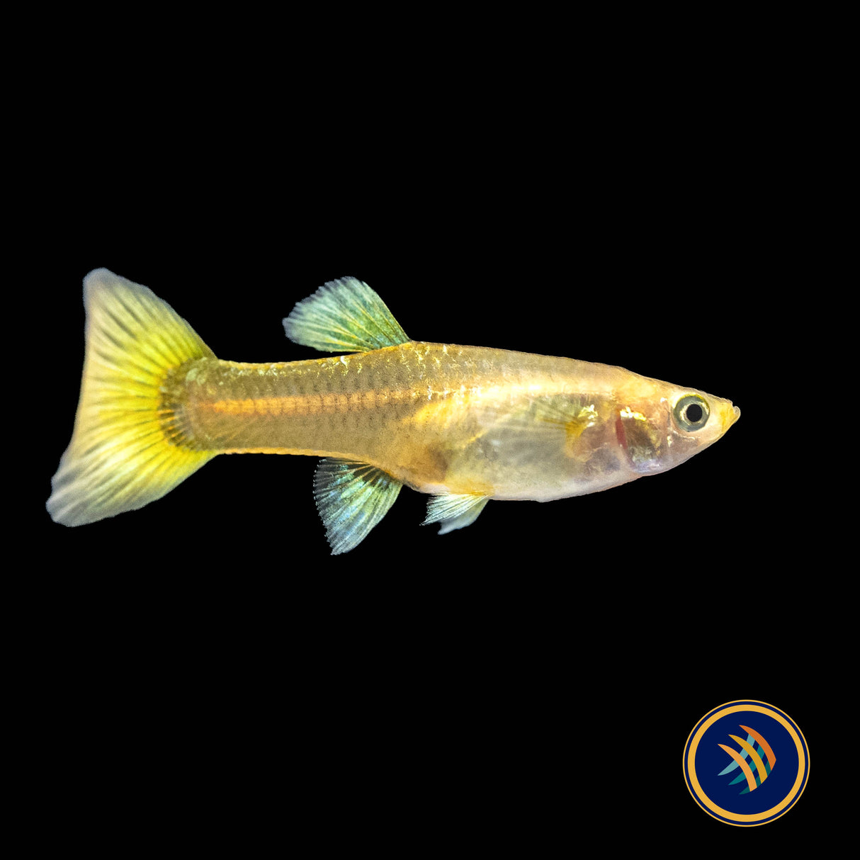 Fancy Guppy Pair 24k Gold Tuxedo | Livebearers | Largest Tropical Fish Selection at Your Local Fish Store