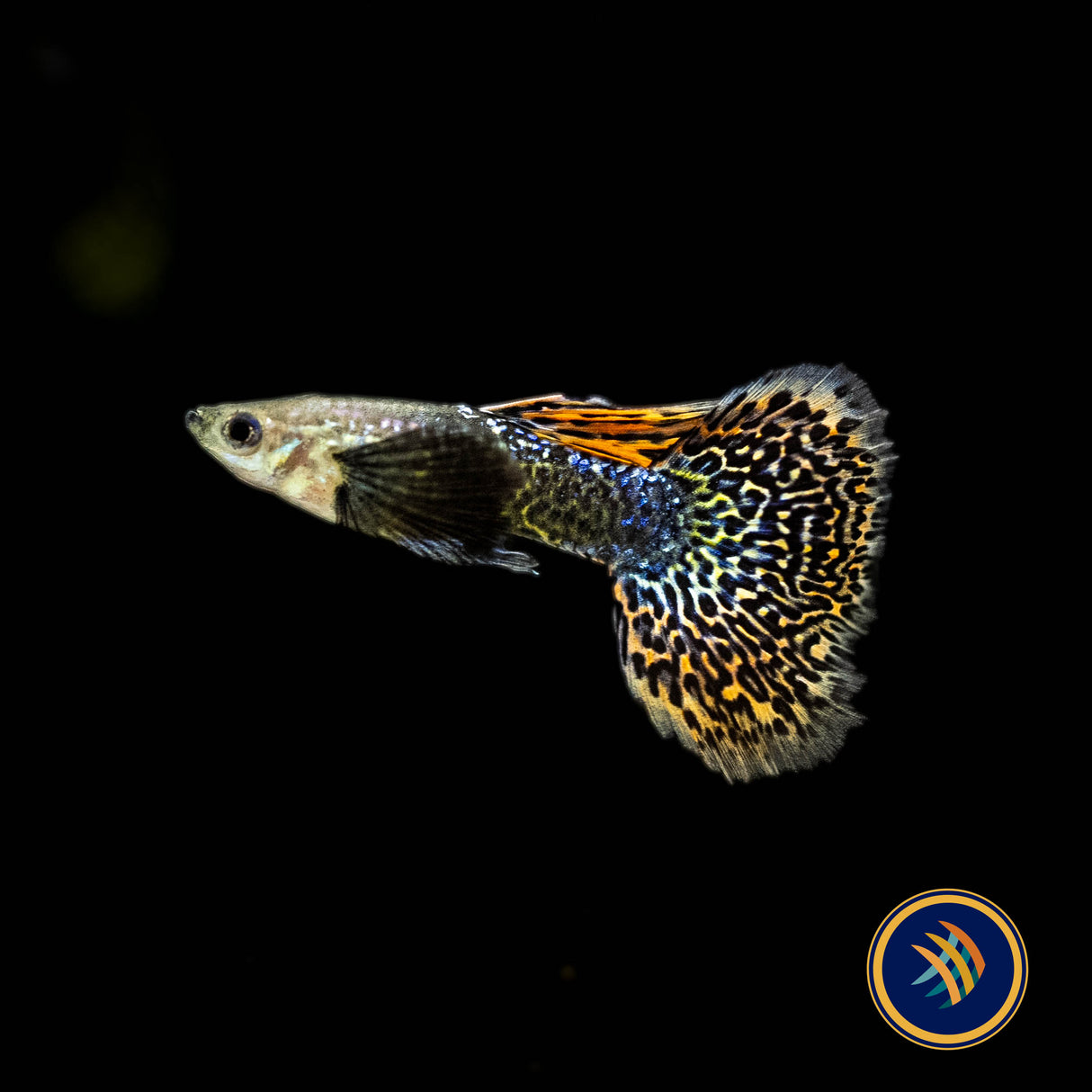 Fancy Guppy Pair Dumbo Dark Dragon | Livebearers | Largest Tropical Fish Selection at Your Local Fish Store