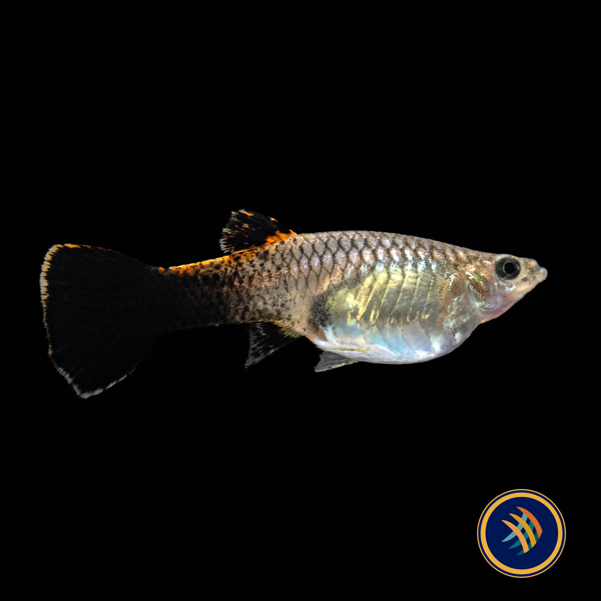 Fancy Guppy Pair - Pink Tuxedo Guppy (Poecilia reticulata) | Livebearers | Largest Tropical Fish Selection at Your Local Fish Store