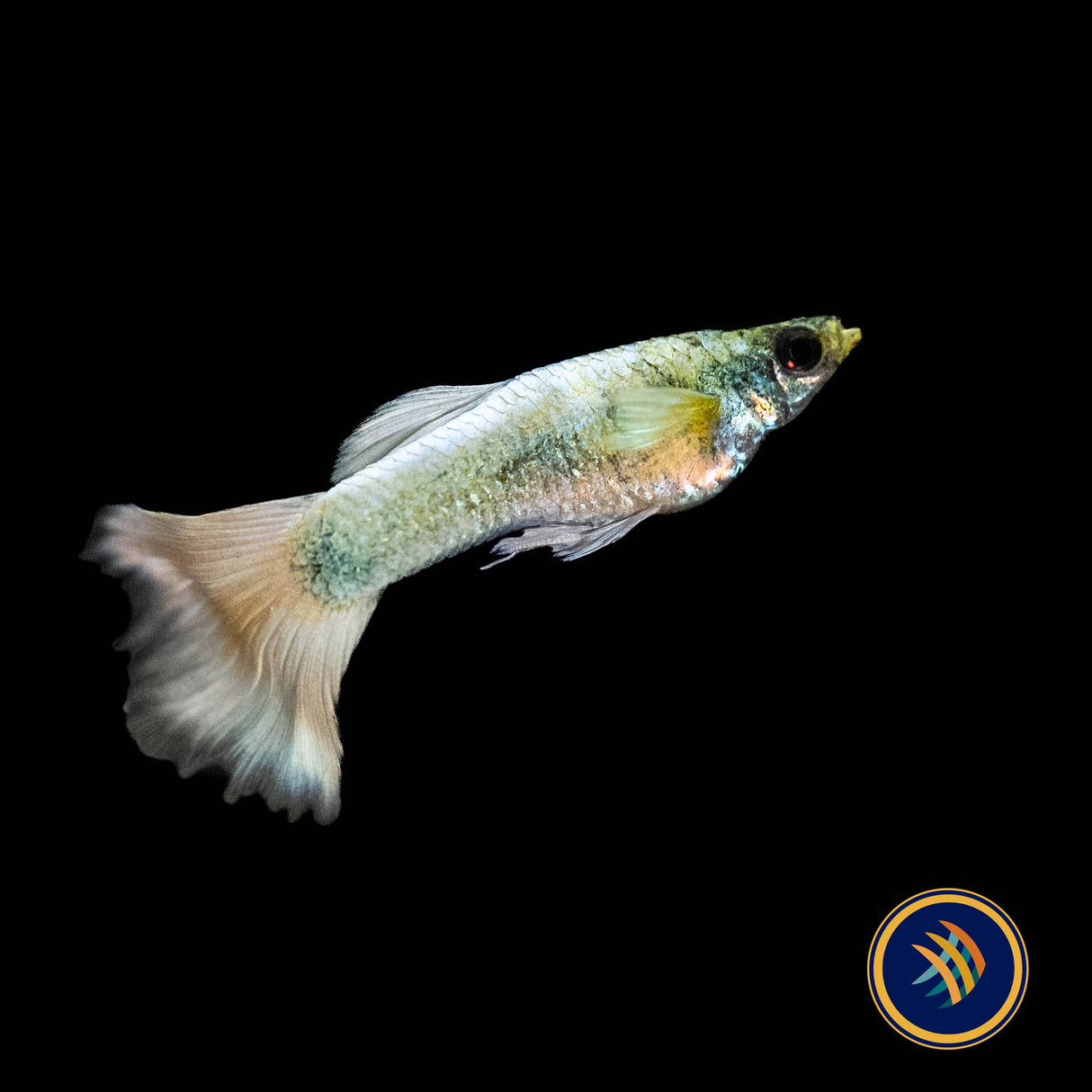 Fancy Guppy Pair Platinum Gold (Poecilia reticulata)