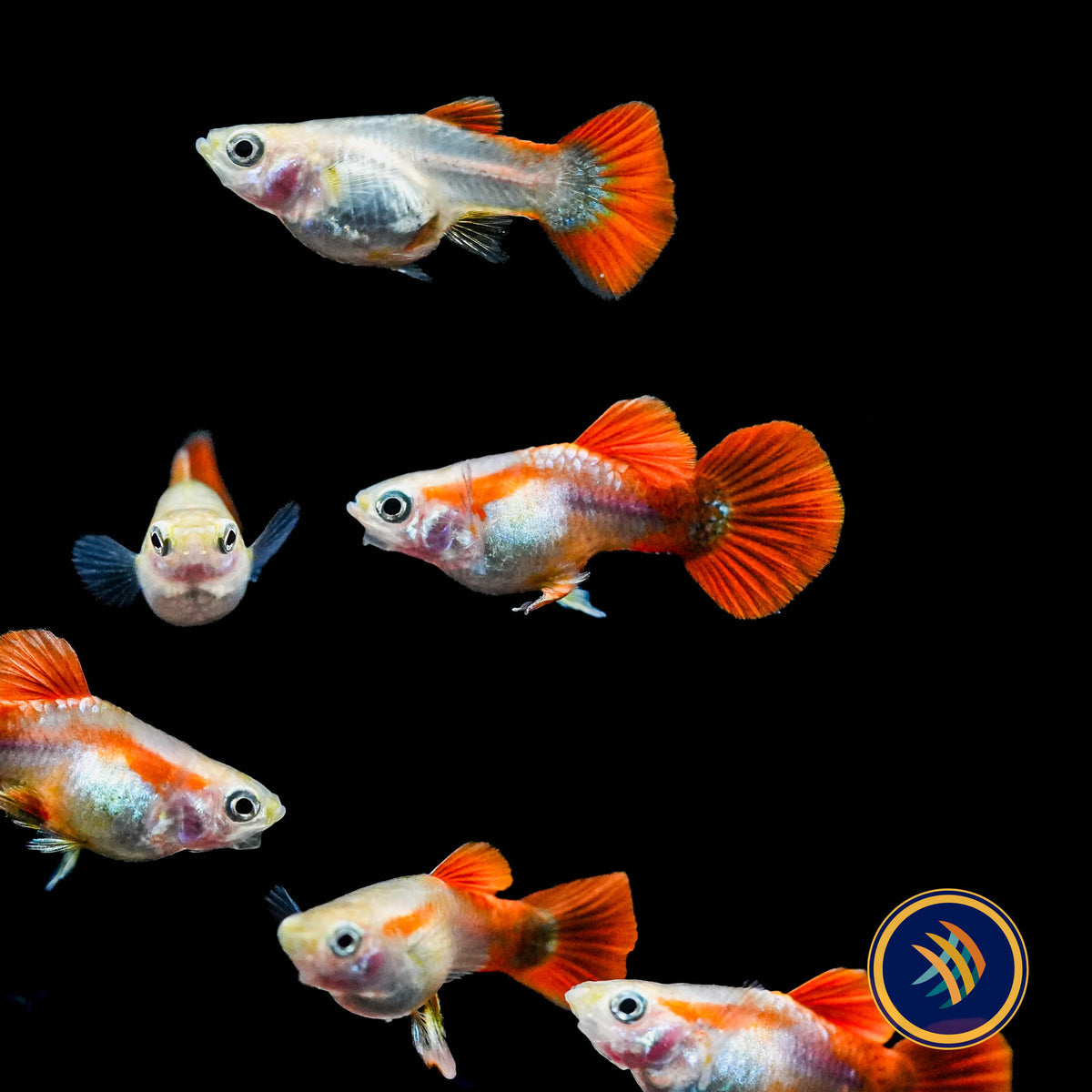 Fancy Guppy Pair Short-Body Royal Red & White