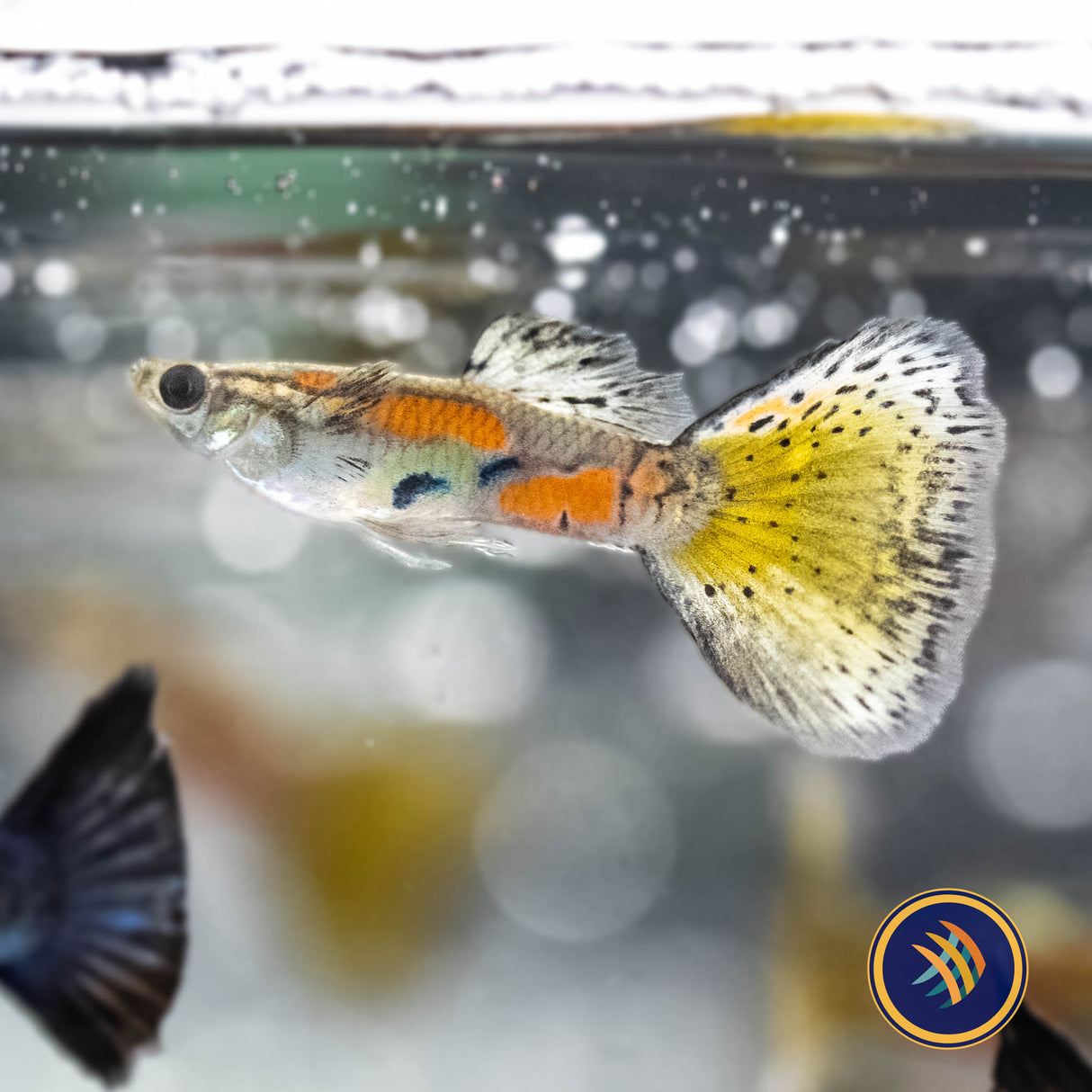 Fancy Guppy Pair - Haritha Black Rimmed Damsel (Poecilia reticulata) | Livebearers | Largest Tropical Fish Selection at Your Local Fish Store